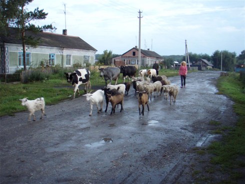 Home from the fields