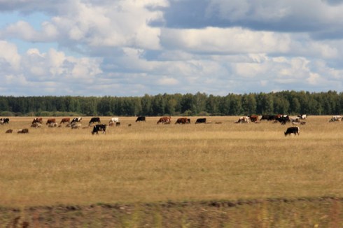 Siberian cattle