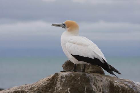 Gannet against the sky