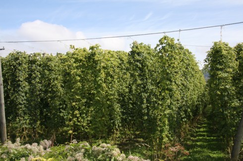 Hop plantation