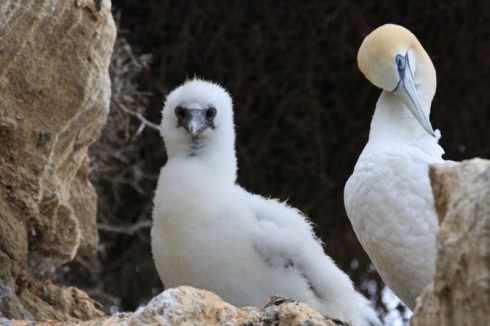 Mother and baby Gannet